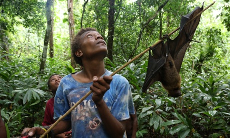 Hunting fruit bats on Nusa island, Papua New Guinea.