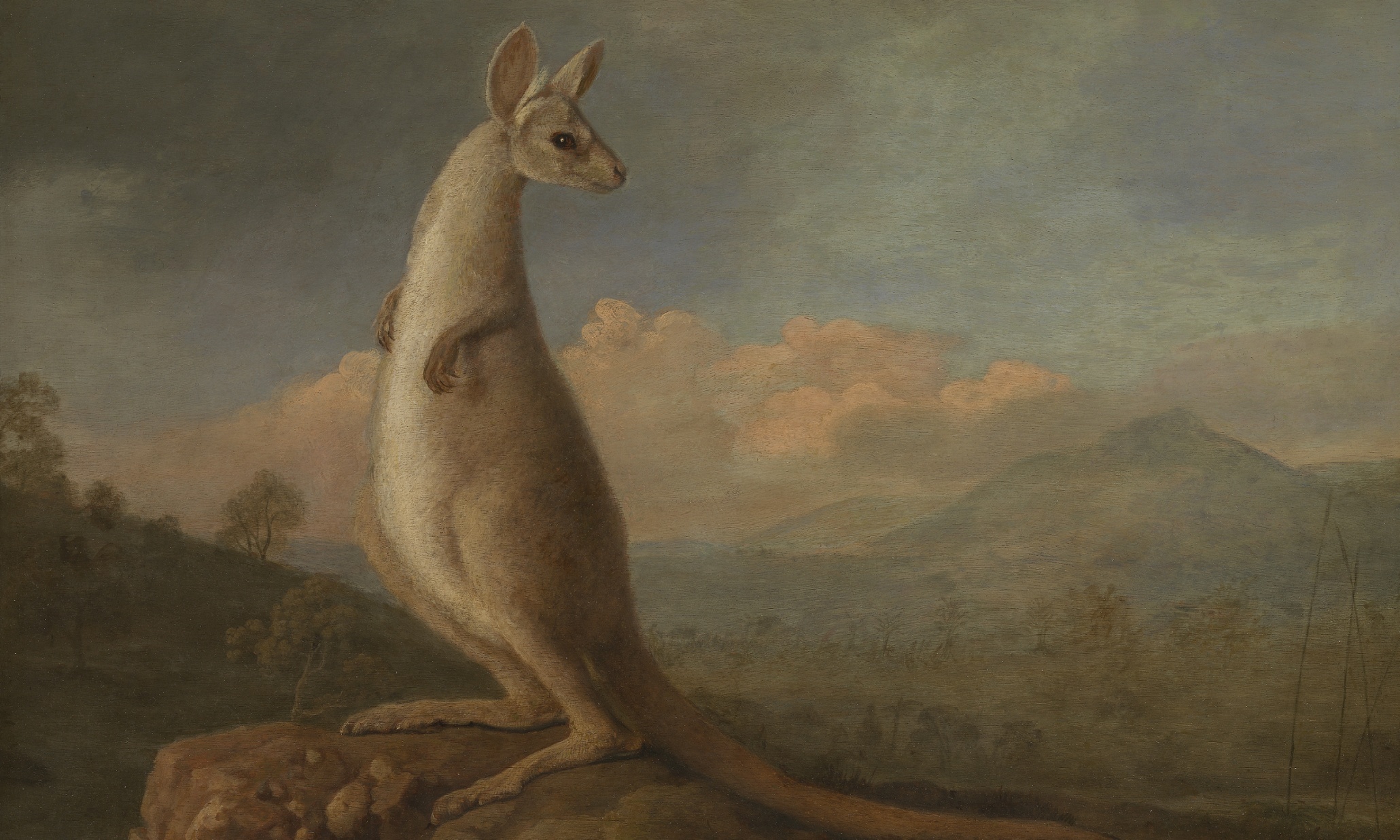 Strange creatures and art of the unknown: kongourou and other animals