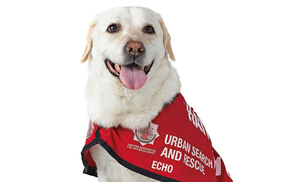 Have cape, will travel: Meet Britain’s most heroic dogs