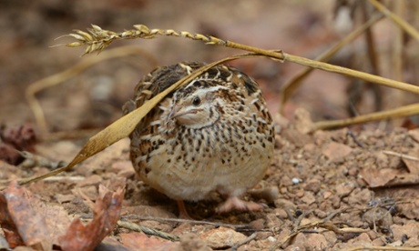 A quail