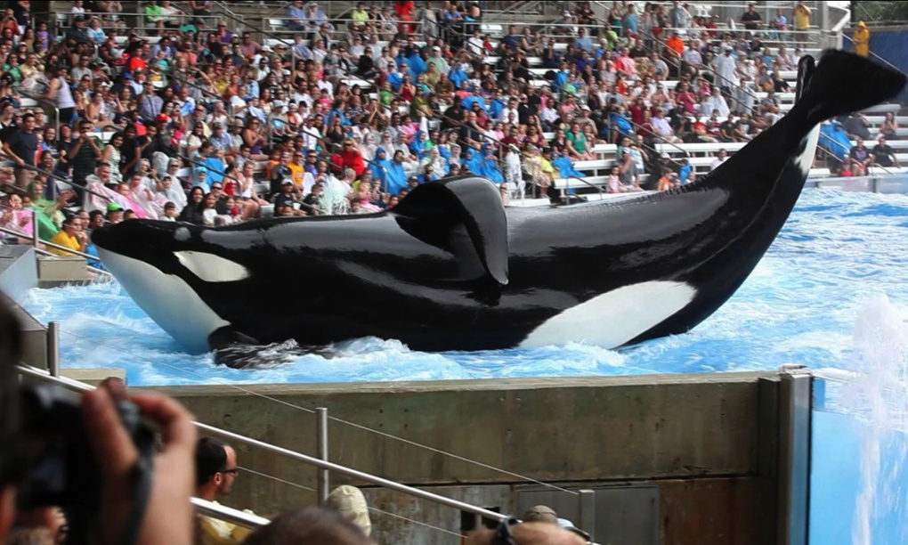 SeaWorld lawsuit alleges orcas are drugged and confined in 'chemical tubs'