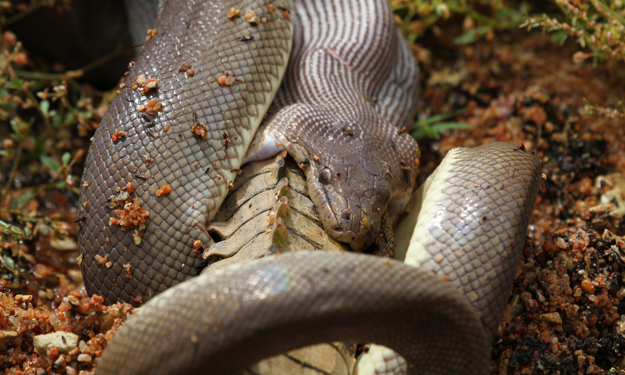 Сон змея ест змею. Змеиный клещ Ophionyssus natricis,. Анаконда проглотила каймана. Австралийская Анаконда.