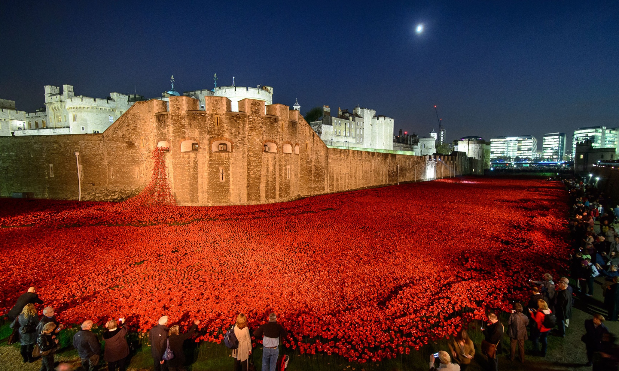 Tower of London poppies shortlisted for museum of the year award