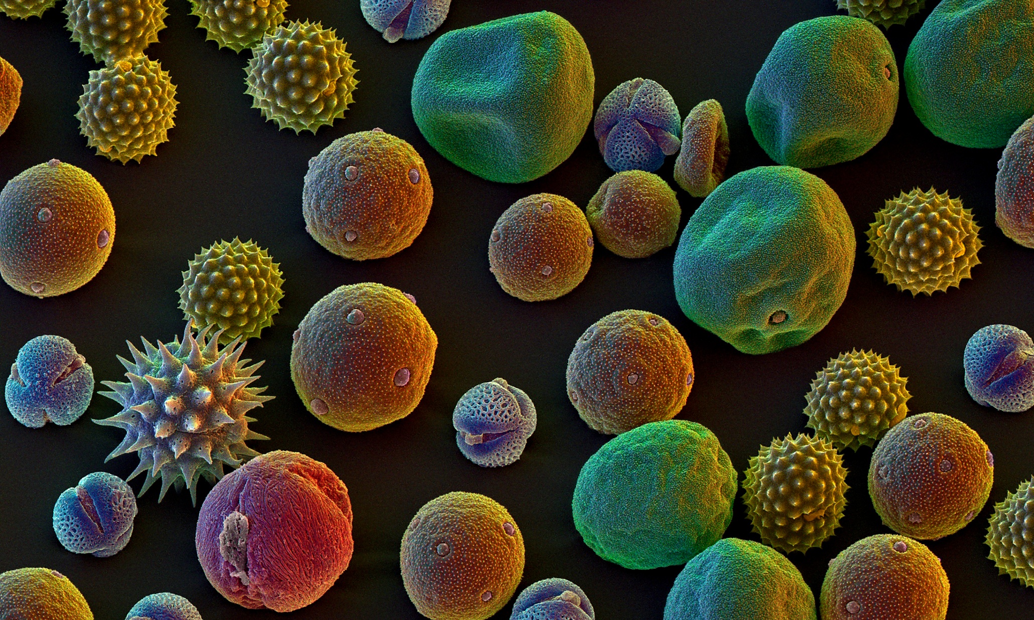 Как выглядит пыльца. Пыльца цветковых растений под микроскопом. Цветочная пыльца под микроскопом. Аллергены под микроскопом. Пыльца в микроскопе.