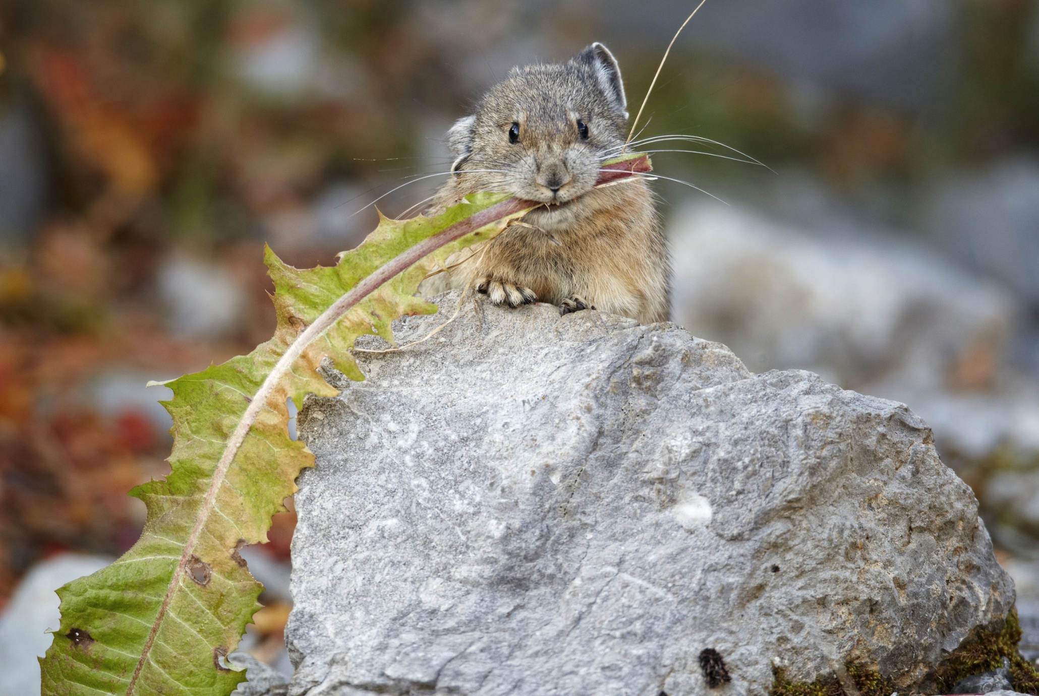 animals-and-plants-that-could-be-lost-because-of-climate-change-in