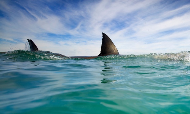 Man bitten in fifth shark attack in North Carolina in two weeks