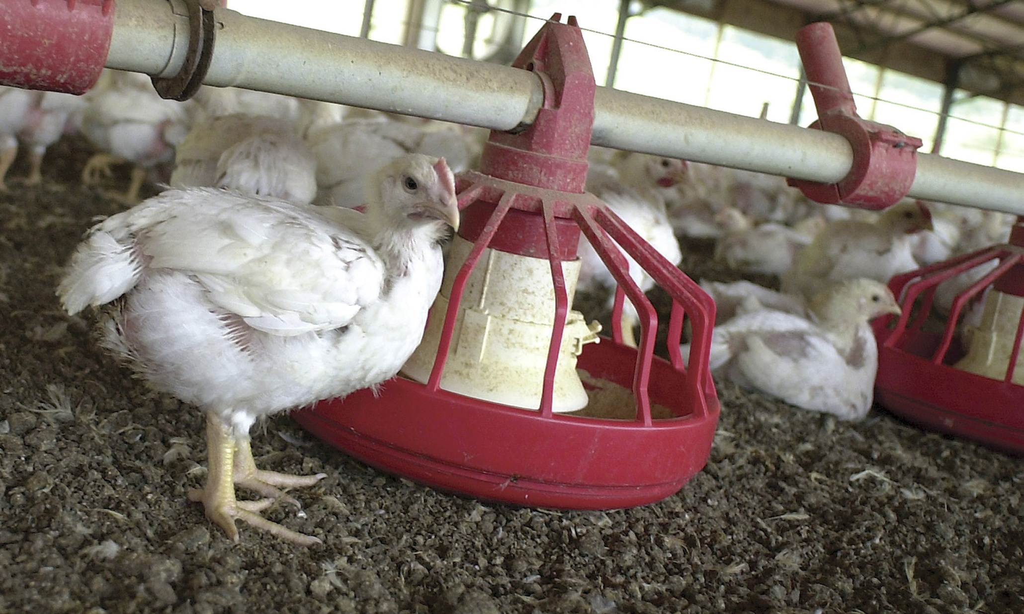 Iowa bird flu outbreak prompts governor to declare state of emergency