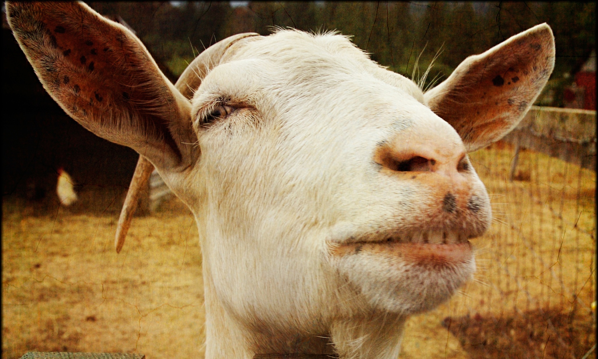 Get down with the kids: attack them with pictures of angry goats