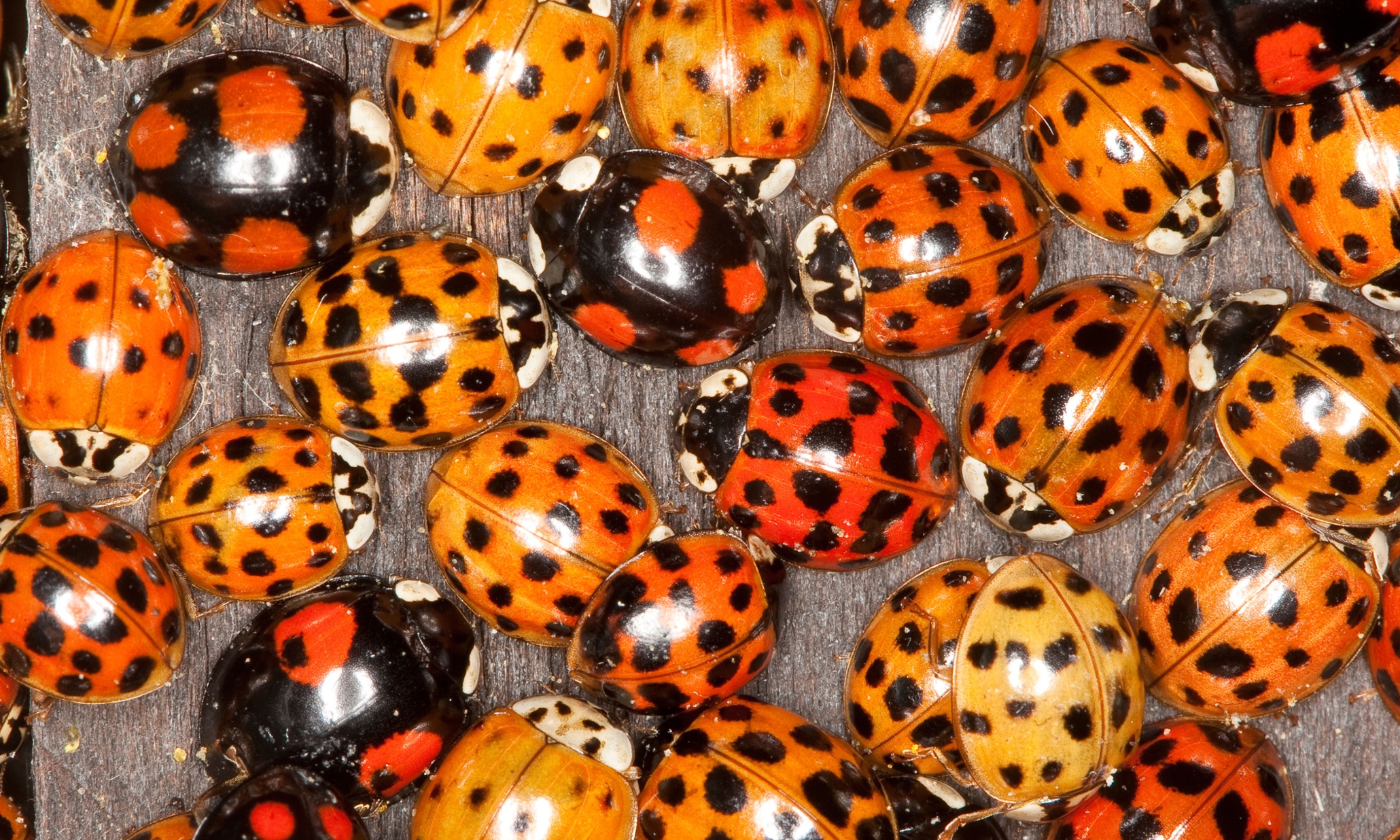 harlequin-ladybirds-declared-uk-s-fastest-invading-species