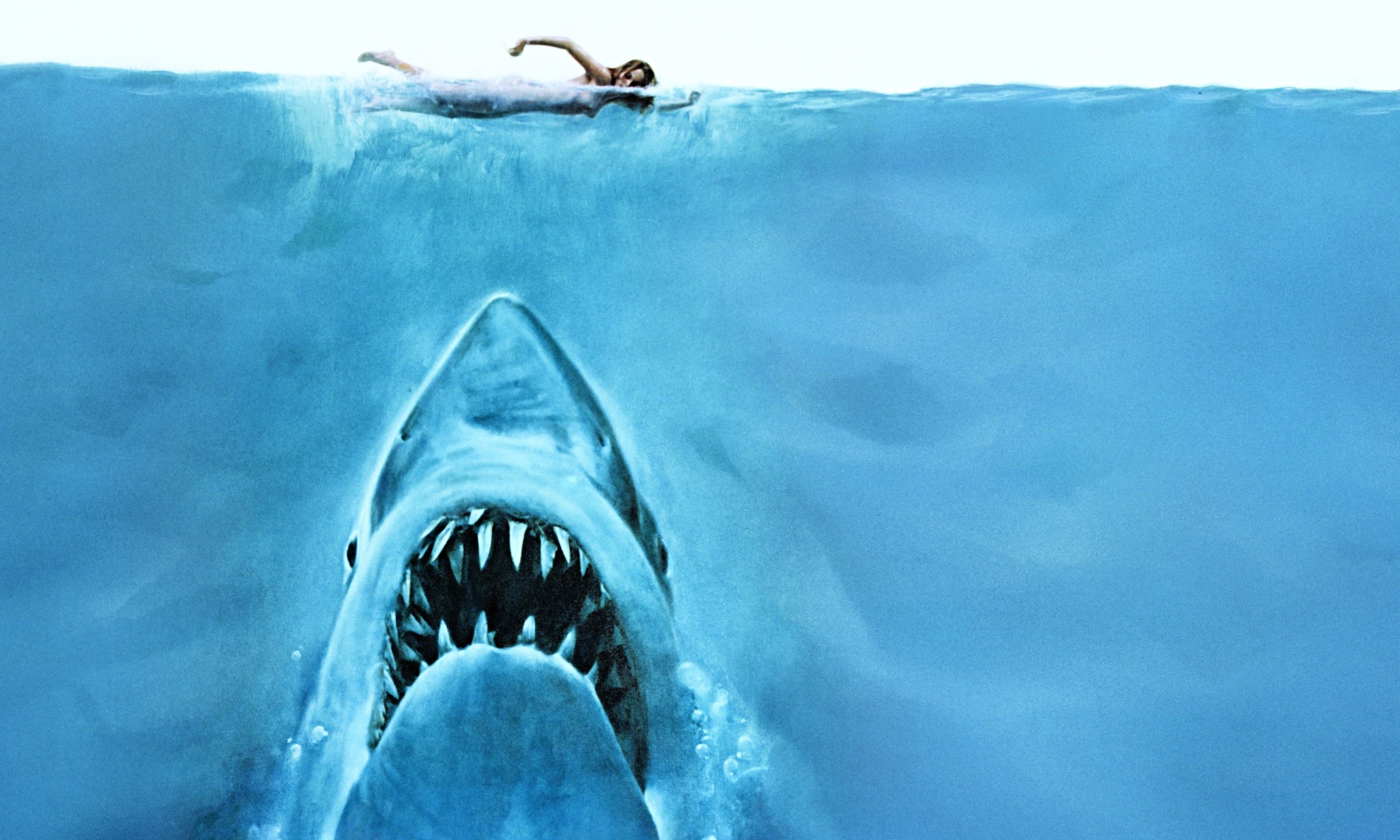 Terror dos mares: descubra 10 curiosidades iradas sobre tubarões