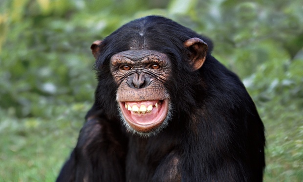 New York judge asked to rule on whether chimps are 'persons' – video