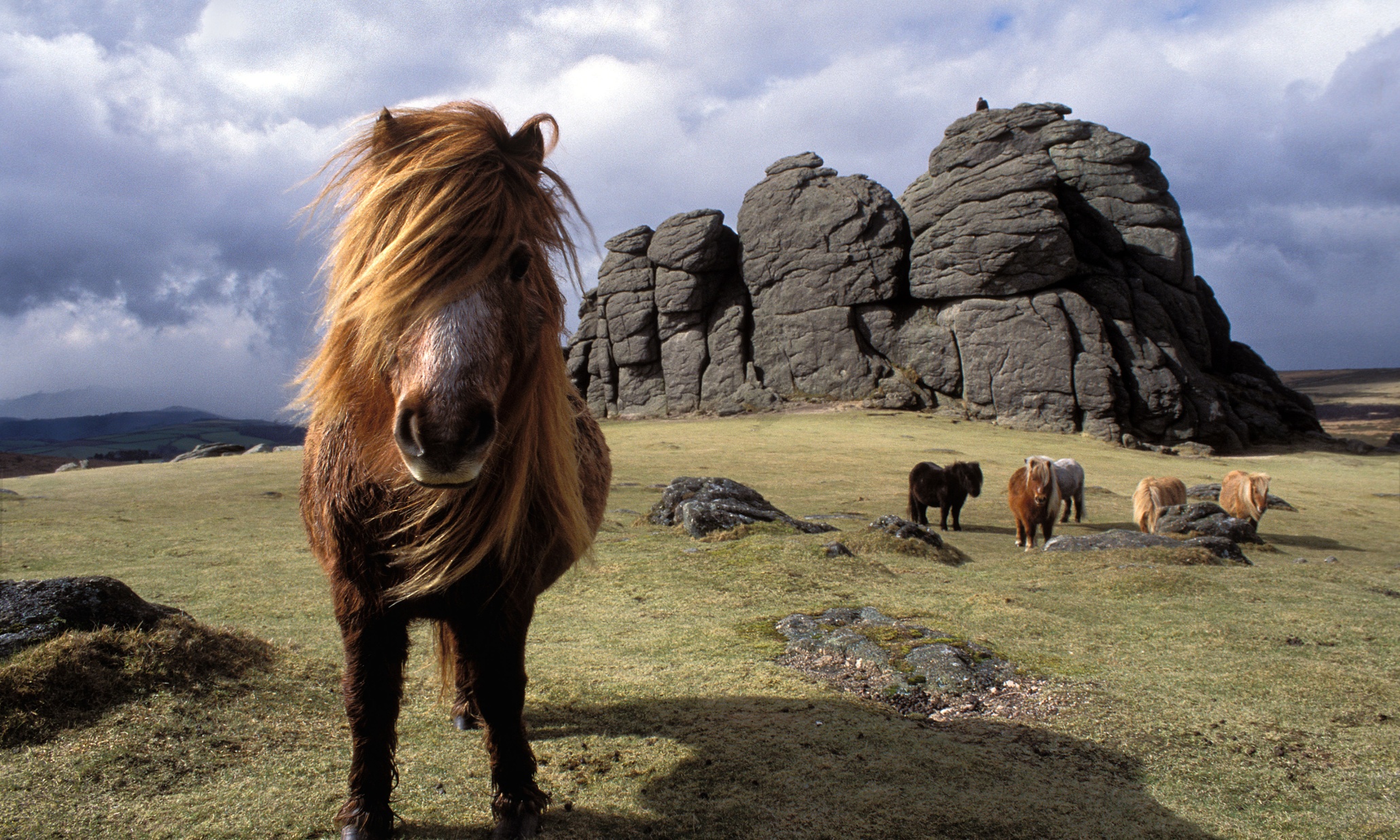 Путь животных. Dartmoor National Park животные. Dartmoor Park Pony. Дартмурский пони. Дикие пони в Дартмуре.