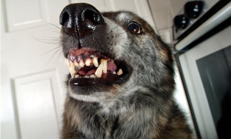Your enemy's enemy is your dog, scientists find