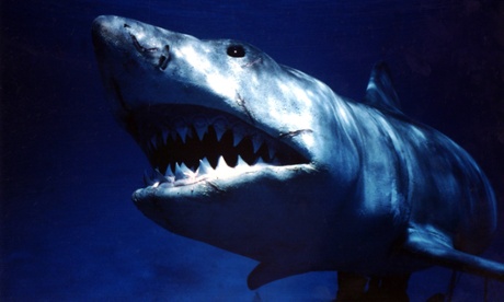 A great white from Steven Spielberg's 1975 film Jaws.