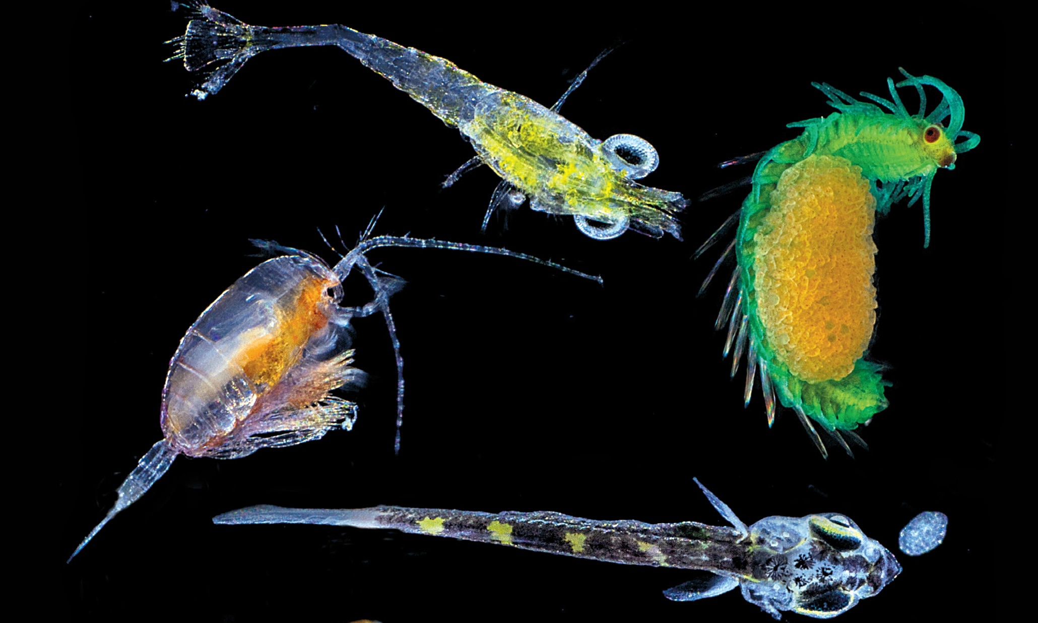 The microscopic magic of plankton
