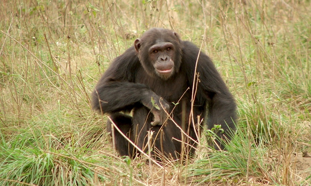 The naked chef? Chimpanzees can 'cook' and prefer cooked food – study
