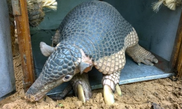 Famous baby giant armadillo found dead | Environment | The Guardian