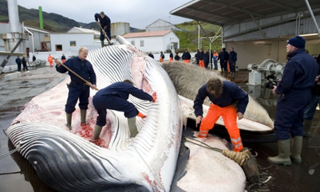 Iceland whaling season under way despite protest