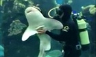 Cuddly shark enjoys hugs and belly rubs from aquarium keeper - video
