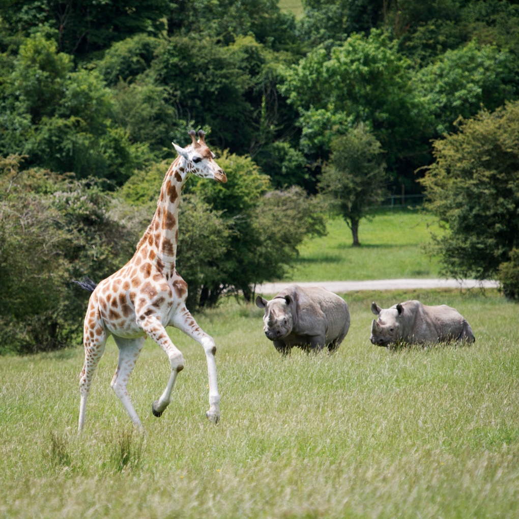 Black rhino and giraffe at Port Lympne Reserve