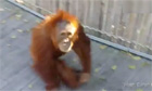 Orangutan escapes at Perth zoo and frolics along boardwalk - video