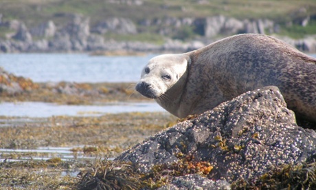 A seal, the Highland, Scotland