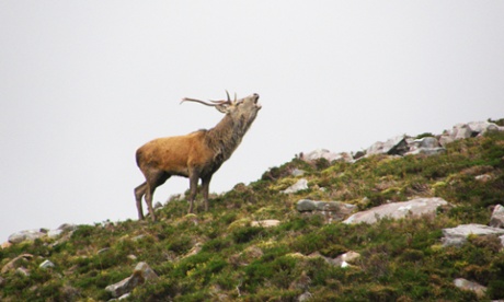 Call of the wild … a stag on the headland, in Scotland.