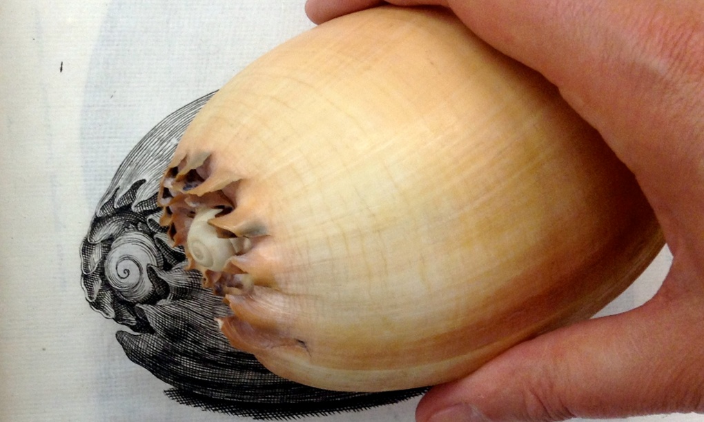 Terrawatch: The lost art of specimen illustration