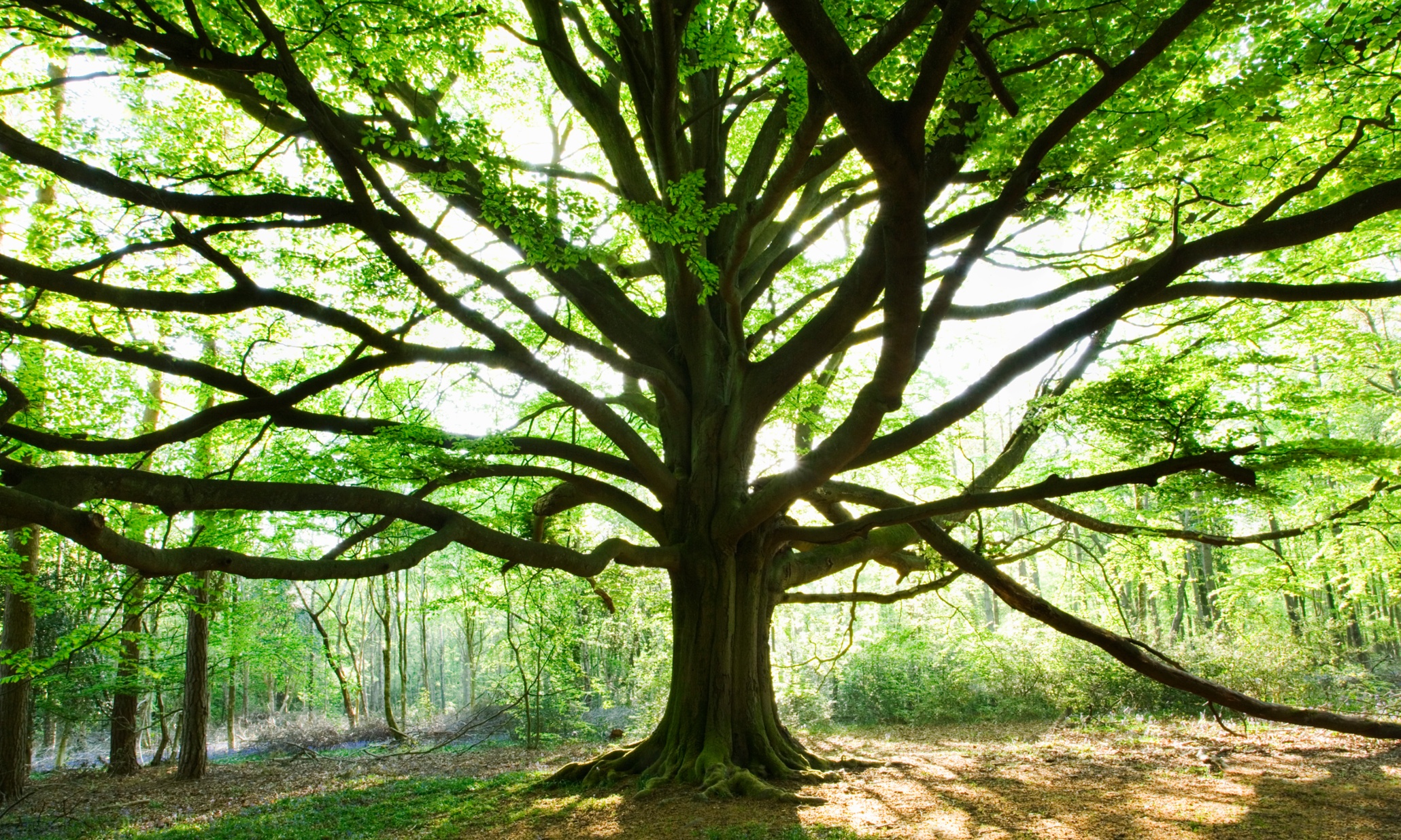 Much trees. Мексиканский бук дерево. Природа дерево бук. Мужское дерево цветок. Дерево бук Макс.