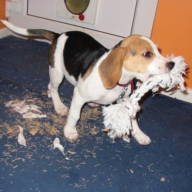 Beagle puppy chewing carpet