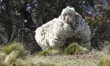 Top shearer called in to trim overgrown sheep found in Australia