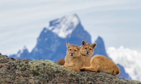 Young pumas in Patagonia