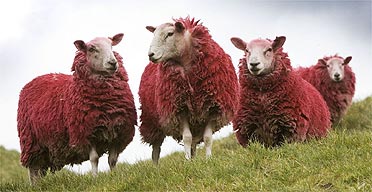 Image result for red haired sheep
