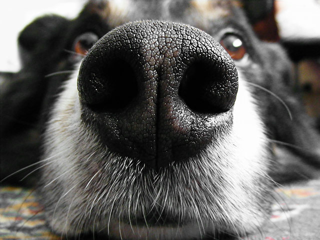 Enter the Dog Photographer of the Year competition 2011 | Life and ...