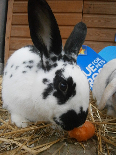 Real Life Easter Bunnies In Need Of A Home In Pictures Life And Style The Guardian