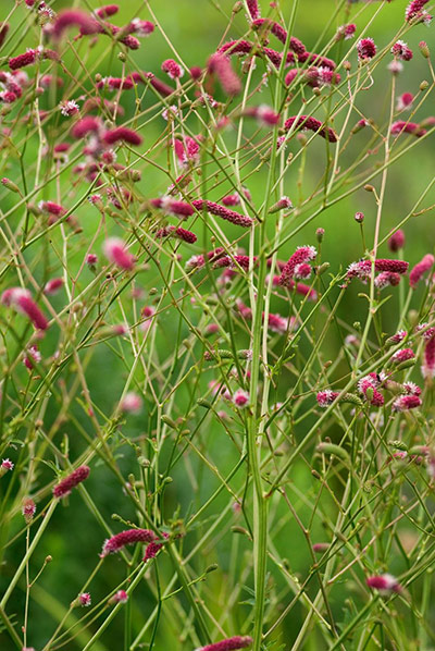Gardens: see through perennials in pictures