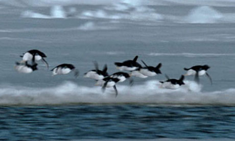 Flying penguins April Fools' story