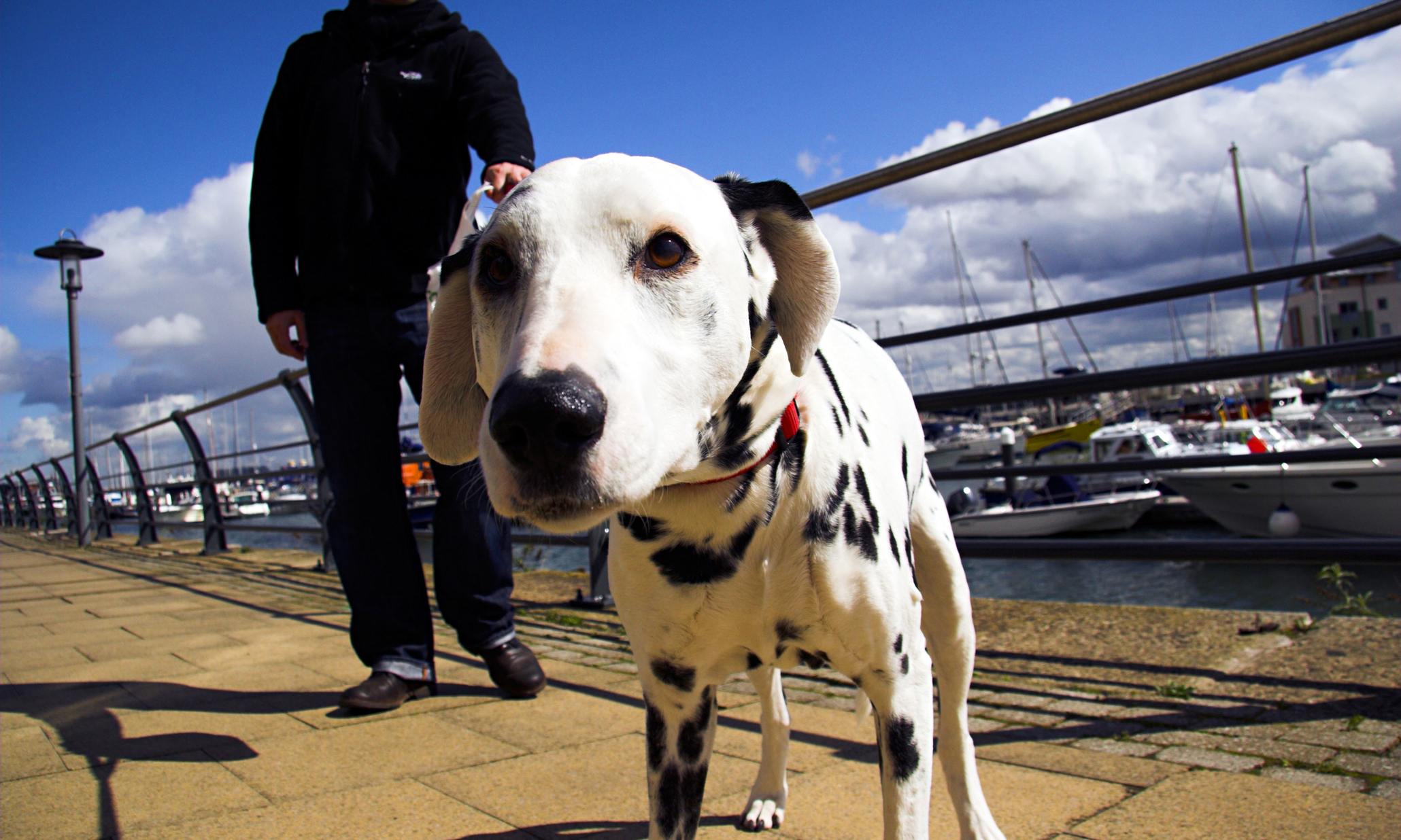 Take a walk on the mild side … and get fined