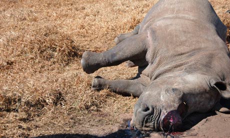 rhino killed South Africa, photo from the Guardian