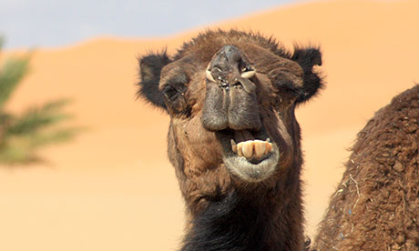Camel-008.jpg