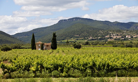 Corbieres vineyard