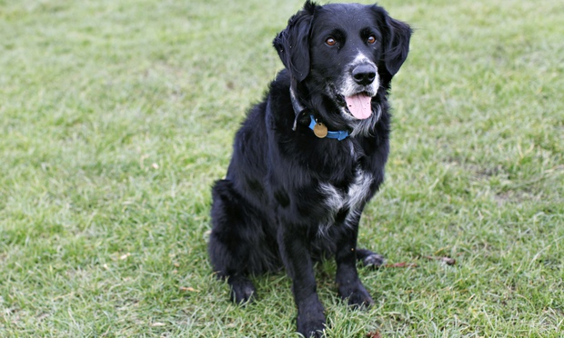 Dog Tracker Plus: Hi-tech collar to keep track of your dog