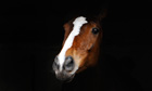 Farewell to the retiring Kauto Star, jump racing's durable champion