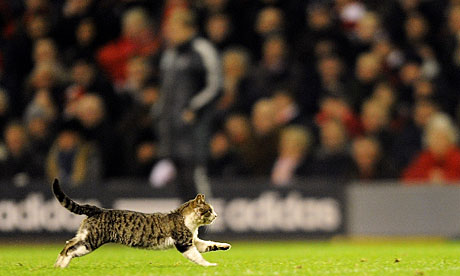 A cat on the Anfield pitch