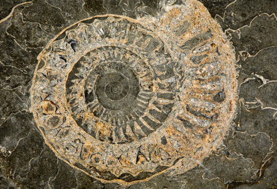 fossil