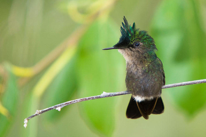 St Kitts wildlife: Antillean crested hummingbird