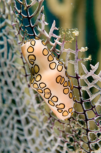 St Kitts wildlife: <strong>Flamingo tongue cowrie</strong><br></br>A type of marine snail, co
