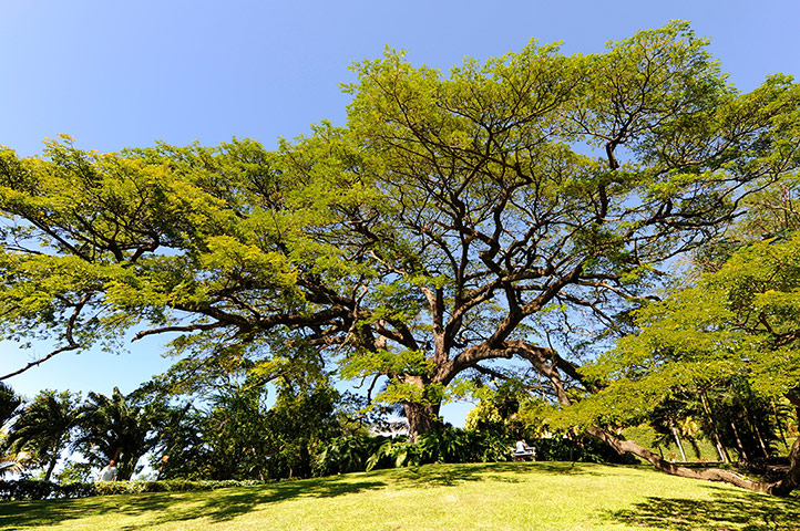 St Kitts wildlife: <strong>Saman tree</strong><br></br>The saman, or rain, tree is native to 