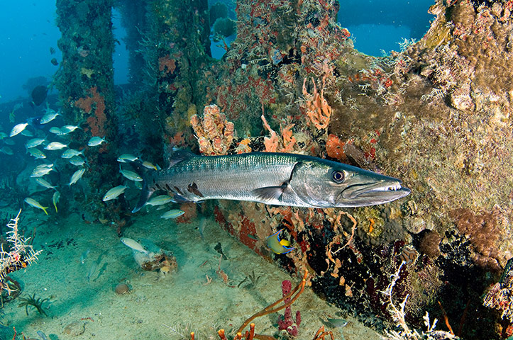 St Kitts wildlife: <strong>Great barracuda</strong><br></br>Dramatically fierce-looking preda