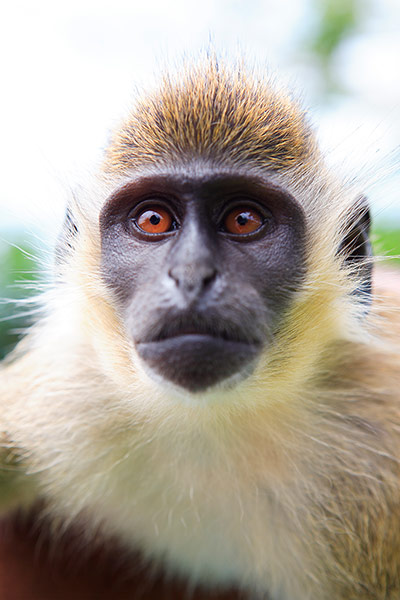 St Kitts wildlife: <strong>Vervet monkey</strong><br></br>These black-faced primates were bro